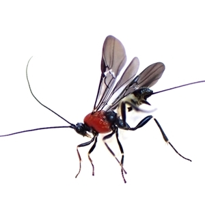 Unidentified Parasitic wasp (numerous families) at Cook, ACT by CathB