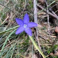 Wahlenbergia gloriosa (Royal Bluebell) at Cotter River, ACT - 18 Jan 2025 by dgb900