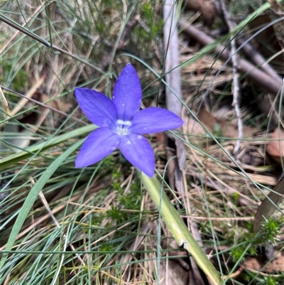 Wahlenbergia gloriosa at Cotter River, ACT - 18 Jan 2025 by dgb900