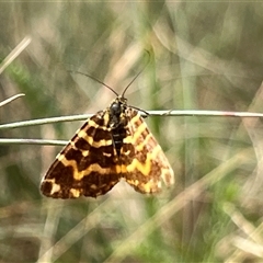 Chrysolarentia chrysocyma at Brindabella, NSW - 18 Jan 2025 by dgb900