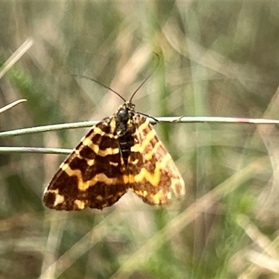 Chrysolarentia chrysocyma (Small Radiating Carpet) at Brindabella, NSW - 18 Jan 2025 by dgb900