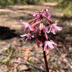 Dipodium roseum at Cotter River, ACT - 18 Jan 2025 by dgb900