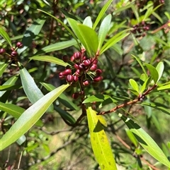 Tasmannia lanceolata at Cotter River, ACT - 18 Jan 2025 by dgb900