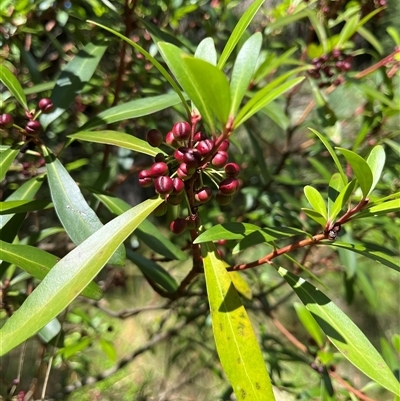 Tasmannia lanceolata at Cotter River, ACT - 18 Jan 2025 by dgb900