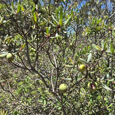 Persoonia subvelutina (Velvety Geebung) at Brindabella, NSW - 18 Jan 2025 by dgb900