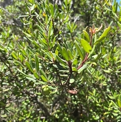 Persoonia subvelutina at Brindabella, NSW - 18 Jan 2025 12:43 PM