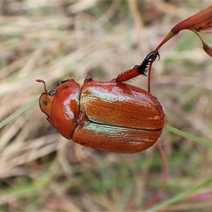 Anoplognathus montanus (Montane Christmas beetle) at Cook, ACT by CathB