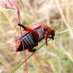 Anoplognathus montanus at Cook, ACT - 10 Jan 2025 09:52 AM