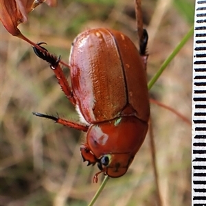 Anoplognathus montanus at Cook, ACT - 10 Jan 2025 09:52 AM