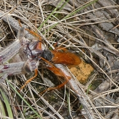 Cryptocheilus sp. (genus) (Spider wasp) at Charleys Forest, NSW - 17 Jan 2025 by arjay