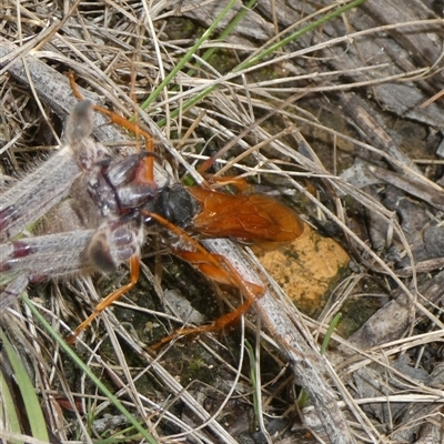 Unidentified Insect at Charleys Forest, NSW - 17 Jan 2025 by arjay