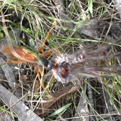 Cryptocheilus sp. (genus) at Charleys Forest, NSW - suppressed