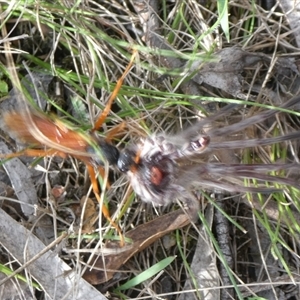 Cryptocheilus sp. (genus) at Charleys Forest, NSW - suppressed