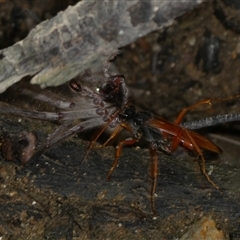 Cryptocheilus sp. (genus) at Charleys Forest, NSW - suppressed