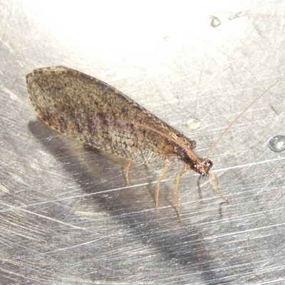 Oedosmylus tasmaniensis (Lacewing) at Charleys Forest, NSW - 17 Jan 2025 by arjay