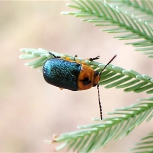 Aporocera (Aporocera) consors (A leaf beetle) at Cook, ACT by CathB