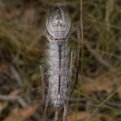 Pinara cana (Neat Pinara) at Charleys Forest, NSW - 16 Jan 2025 by arjay