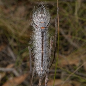 Pinara cana at Charleys Forest, NSW - suppressed