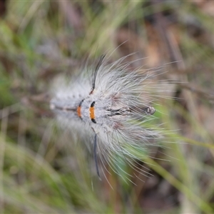 Pinara cana at Charleys Forest, NSW - suppressed