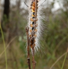 Pinara cana at Charleys Forest, NSW - suppressed