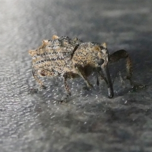 Orthorhinus cylindrirostris (Elephant Weevil) at Charleys Forest, NSW by arjay