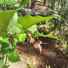 Leycesteria formosa (Himalayan Honeysuckle) at Isaacs, ACT - 18 Jan 2025 by Mike