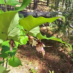 Leycesteria formosa (Himalayan Honeysuckle) at Isaacs, ACT by Mike