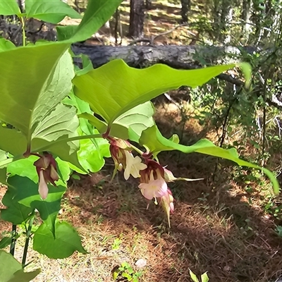 Leycesteria formosa (Himalayan Honeysuckle) at Isaacs, ACT - 18 Jan 2025 by Mike