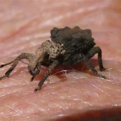 Amisallus (genus) (Amisallus weevil) at Charleys Forest, NSW - 15 Jan 2025 by arjay