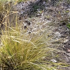 Nassella trichotoma (Serrated Tussock) at Isaacs, ACT - 18 Jan 2025 by Mike