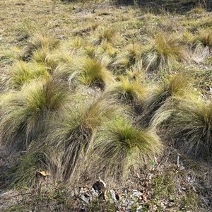 Nassella trichotoma at Isaacs, ACT - 18 Jan 2025