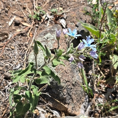 Oxypetalum coeruleum (Tweedia or Southern Star) at Isaacs, ACT - 18 Jan 2025 by Mike