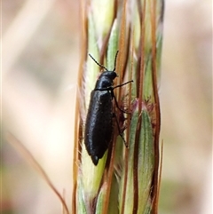 Dasytinae (subfamily) (Soft-winged flower beetle) at Cook, ACT - 10 Jan 2025 by CathB