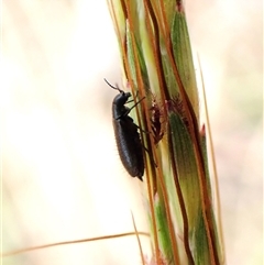 Dasytinae (subfamily) at Cook, ACT - 10 Jan 2025 10:26 AM