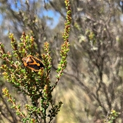 Agonoscelis rutila (Horehound bug) at Cotter River, ACT - 18 Jan 2025 by dgb900