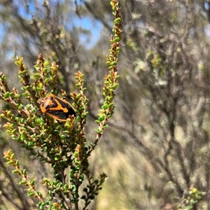 Agonoscelis rutila (Horehound bug) at Cotter River, ACT by dgb900