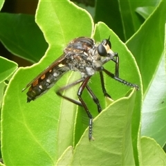 Chrysopogon muelleri (Robber fly) at Charleys Forest, NSW - 14 Jan 2025 by arjay