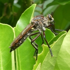 Chrysopogon muelleri at Charleys Forest, NSW - suppressed