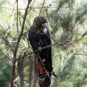 Calyptorhynchus lathami lathami at Tallong, NSW - suppressed