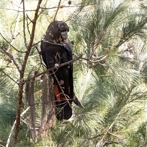 Calyptorhynchus lathami lathami at Tallong, NSW - suppressed