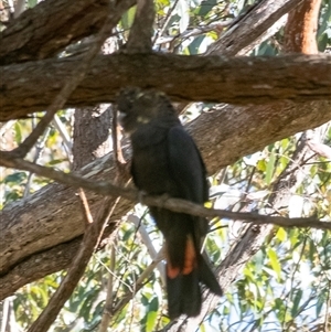 Calyptorhynchus lathami lathami at Tallong, NSW - suppressed