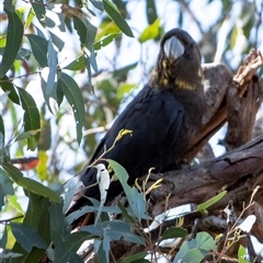 Calyptorhynchus lathami lathami at Tallong, NSW - suppressed