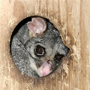 Trichosurus vulpecula (Common Brushtail Possum) at Braidwood, NSW by MatthewFrawley