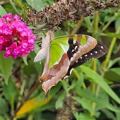 Graphium macleayanum (Macleay's Swallowtail) at Braidwood, NSW - 18 Jan 2025 by MatthewFrawley