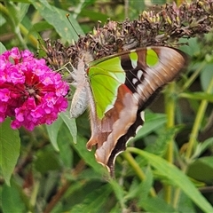 Graphium macleayanum at Braidwood, NSW - 18 Jan 2025 04:38 PM