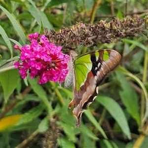 Graphium macleayanum at Braidwood, NSW - 18 Jan 2025 04:38 PM