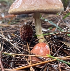 Unverified Cap on a stem; pores below cap [boletes & stemmed polypores] at Ulladulla, NSW - 18 Jan 2025 by Clarel