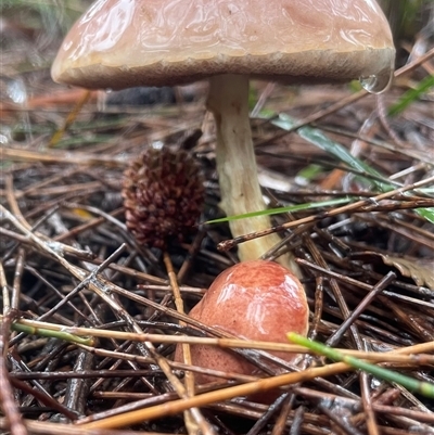 Unverified Cap on a stem; pores below cap [boletes & stemmed polypores] at Ulladulla, NSW - 18 Jan 2025 by Clarel