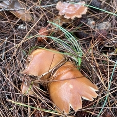 Unverified Cap on a stem; gills below cap [mushrooms or mushroom-like] at Ulladulla, NSW - 18 Jan 2025 by Clarel