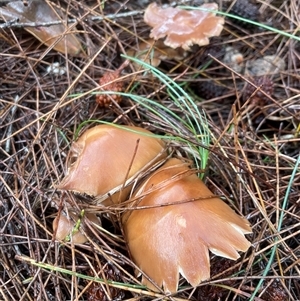 Unidentified Cap on a stem; gills below cap [mushrooms or mushroom-like] at Ulladulla, NSW by Clarel